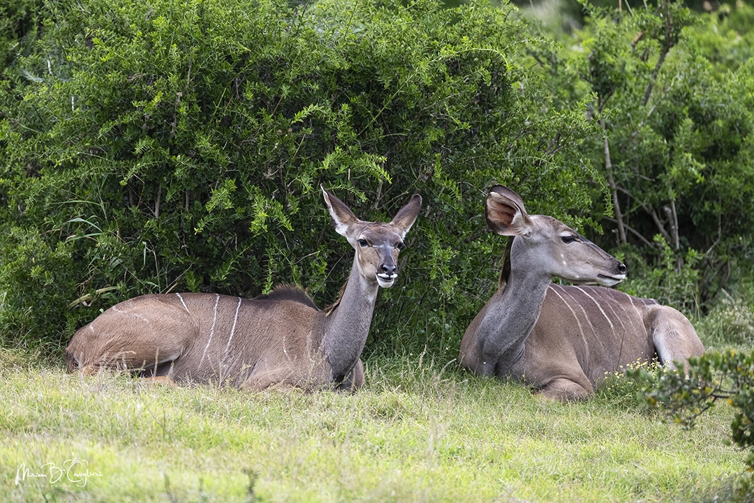 Kudu