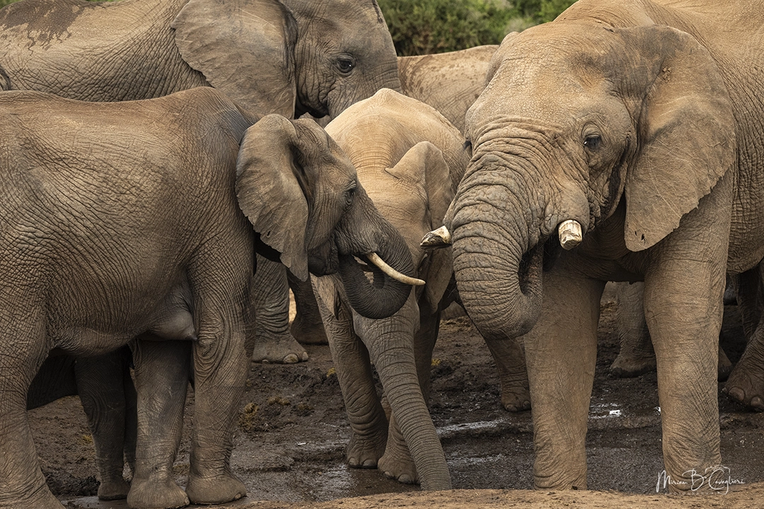 Addo Elephant National Park