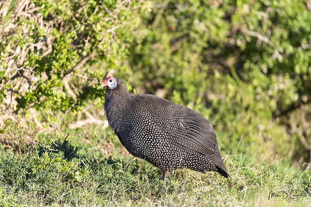Guineafowl