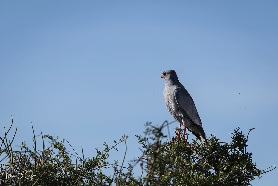 Dark Chanting Goshawk