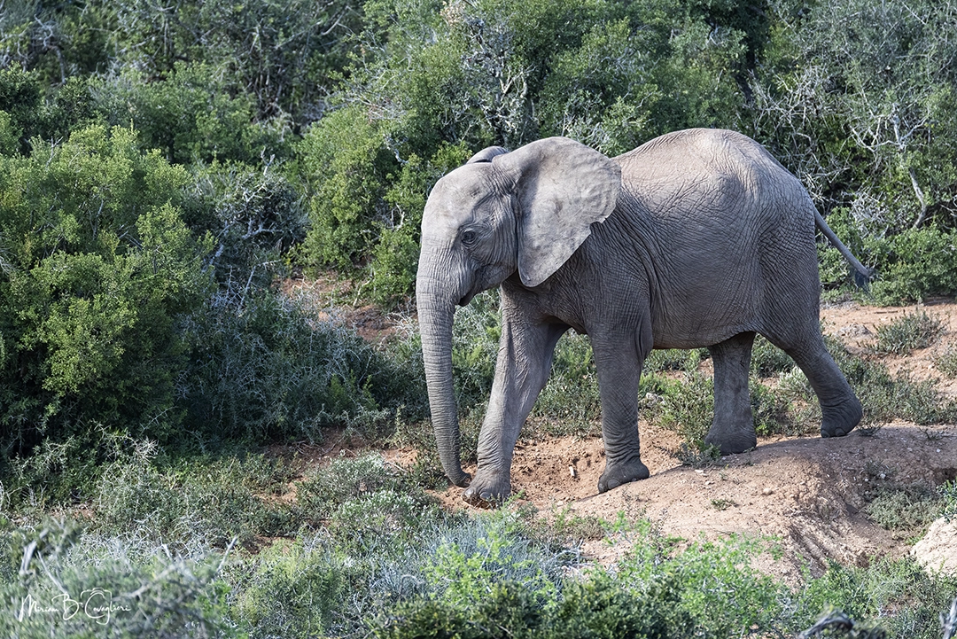 Elephant