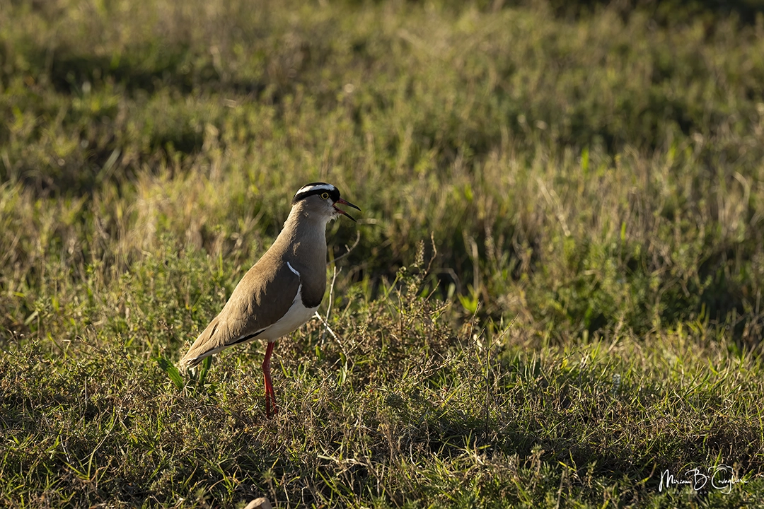 Crowned Lapwing