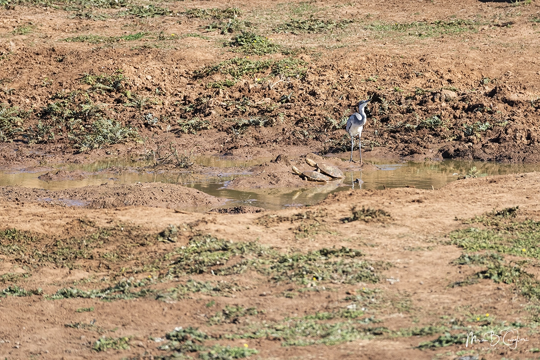 Grey heron at the pond with two tortoises