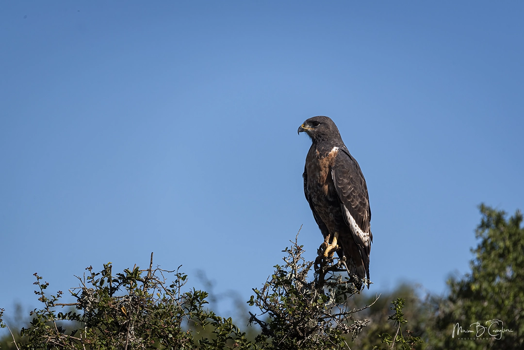 Jackal Buzzard