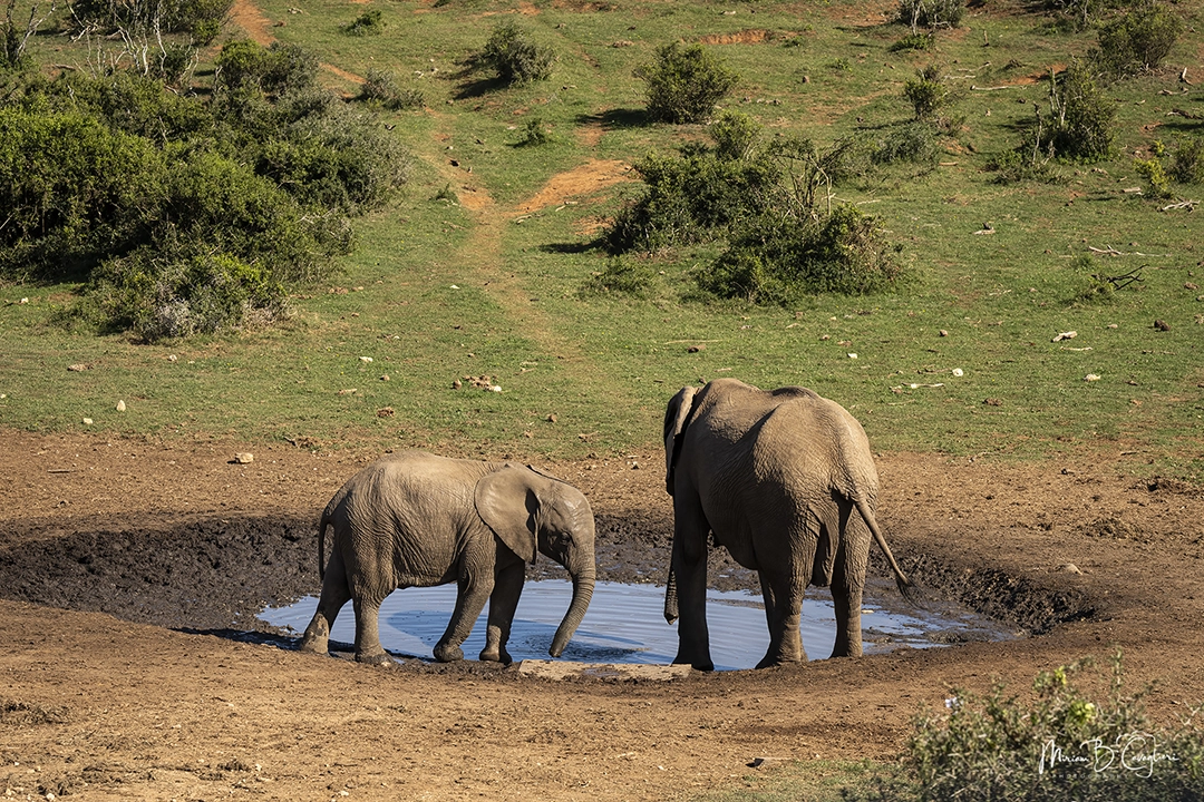 Elephants at the pond
