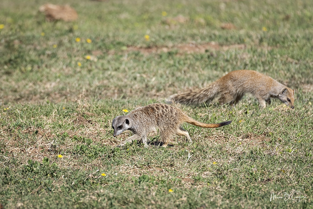 Suricate and mongoose