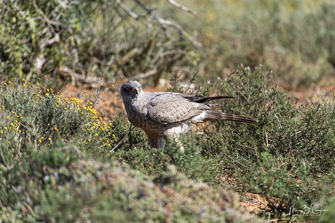 Dark chanting goshawk grappling with a prey he caught behind the bush