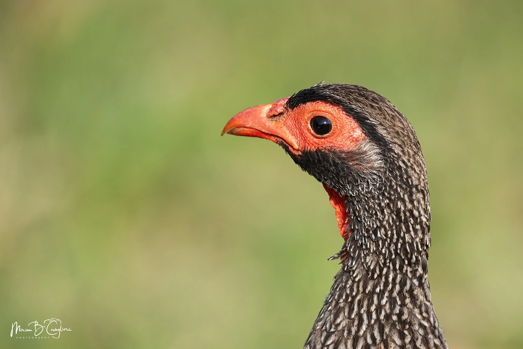 Red-necked Spurfowl