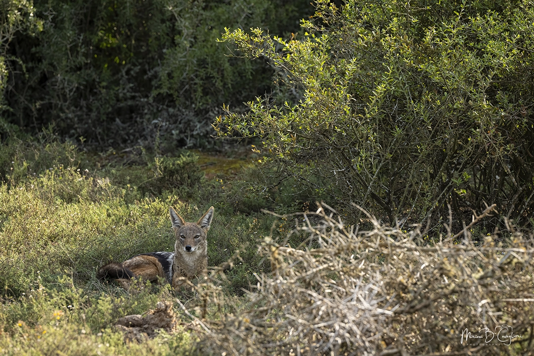 Black-backed Jackal