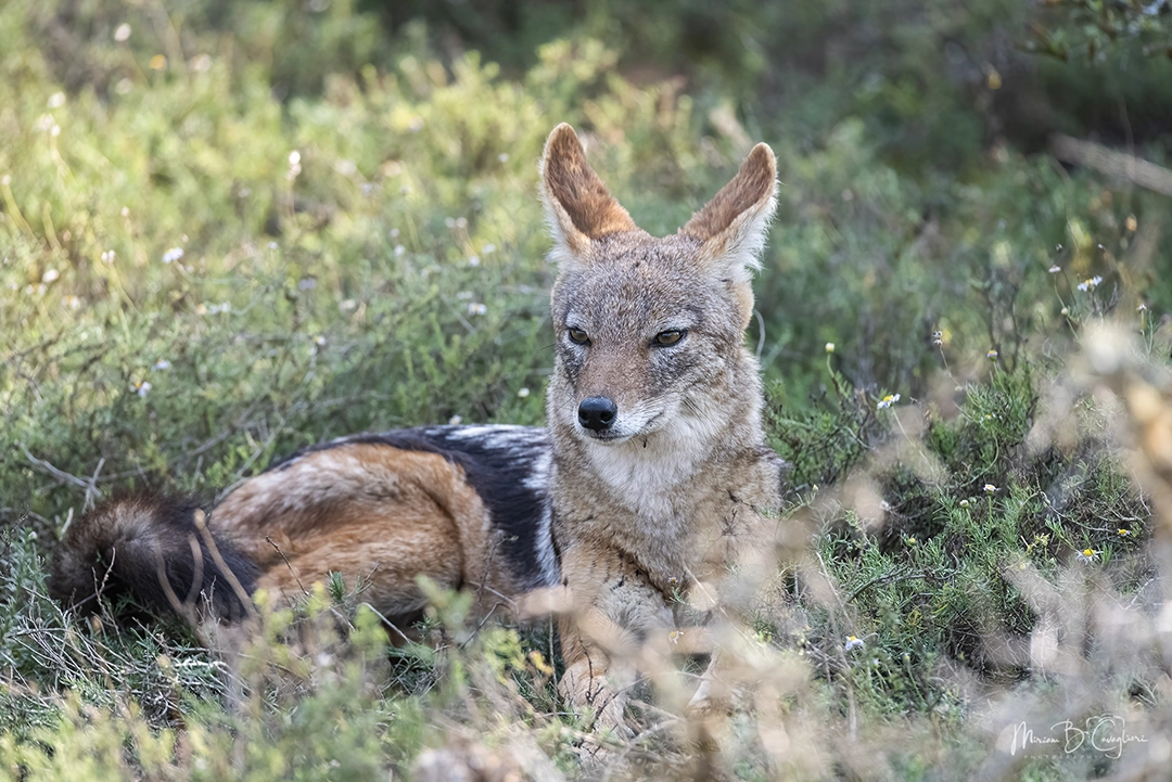 Black-backed Jackal