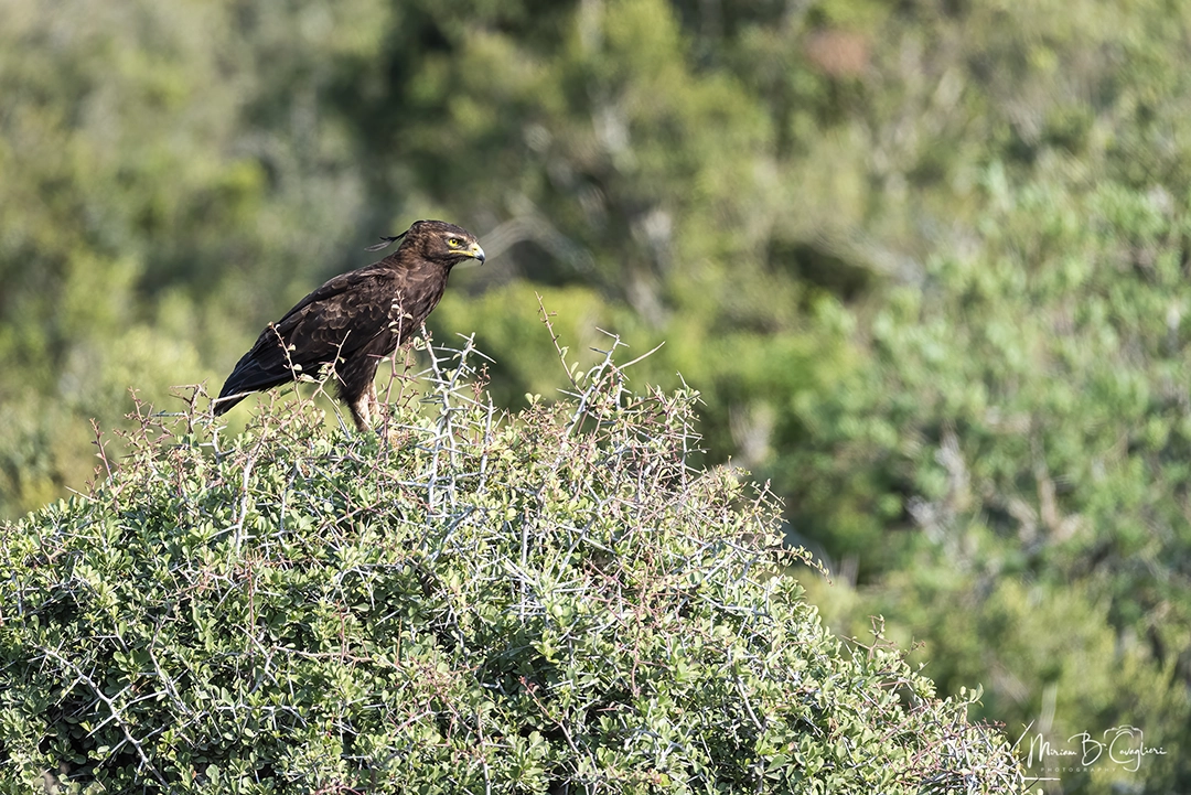 Crested Eagle