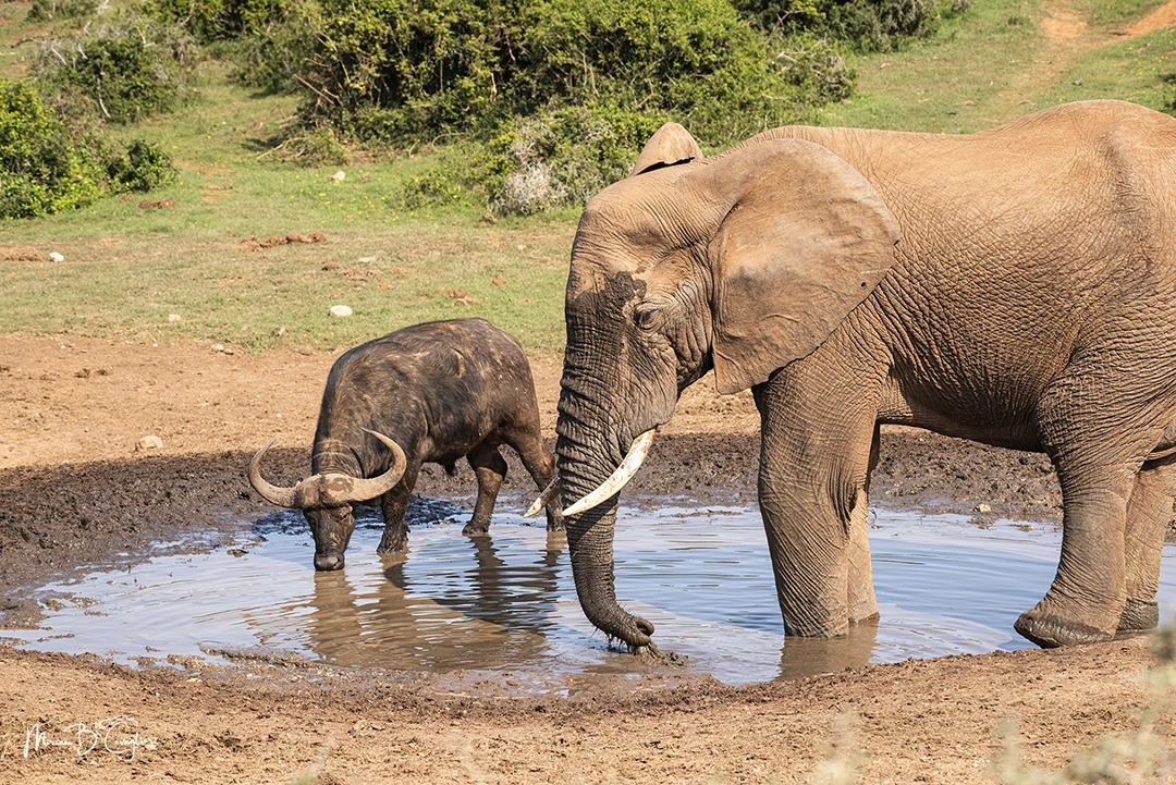 Elephant with Buffalo at Marion Baree Waterhole