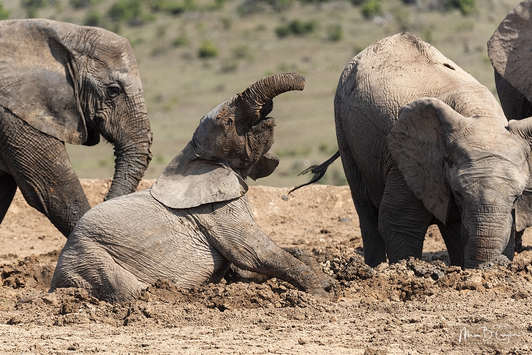 Elephants having fun in the mud