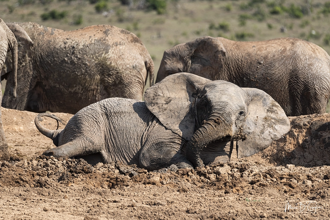 Elephants having fun in the mud