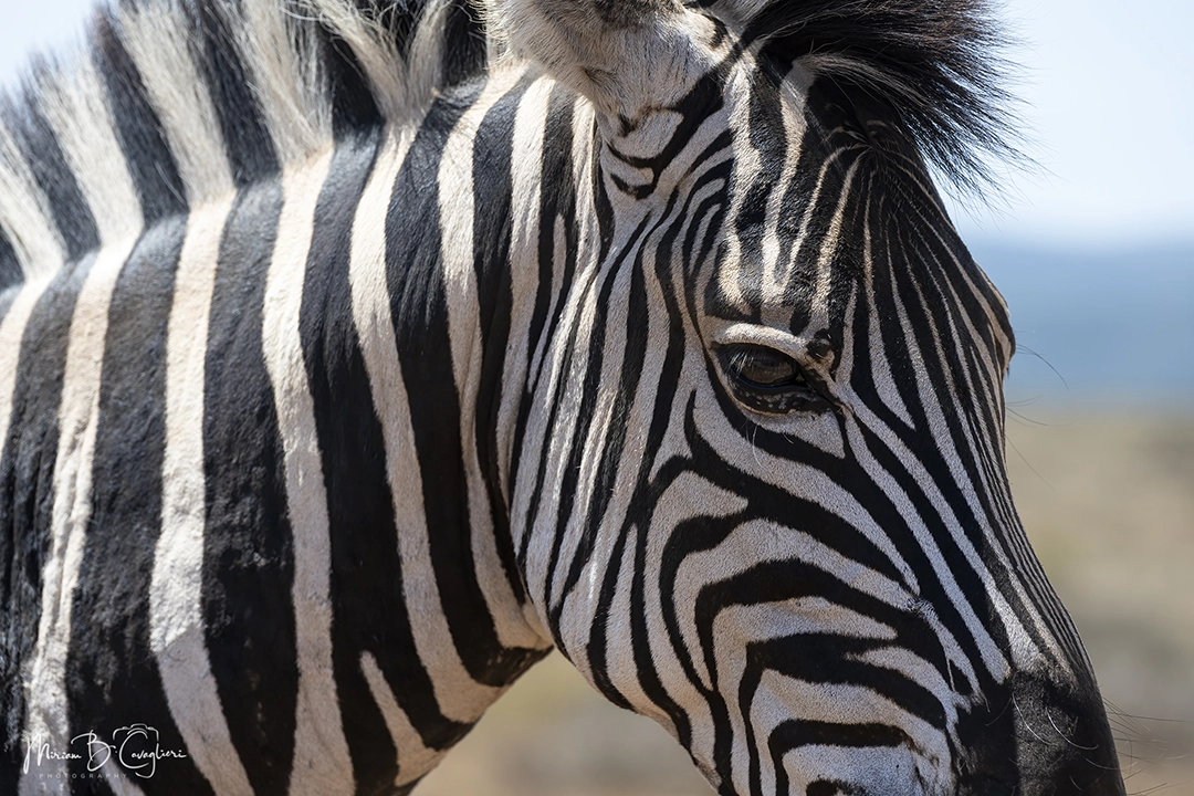 Zebra