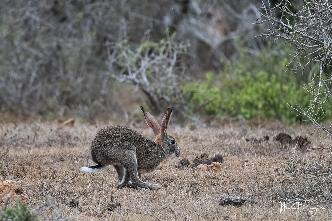 Cape hare running away