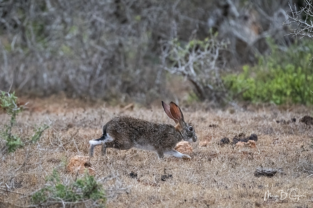 Cape hare running away