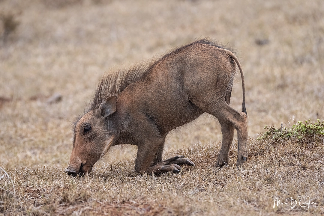Baby warthog eating