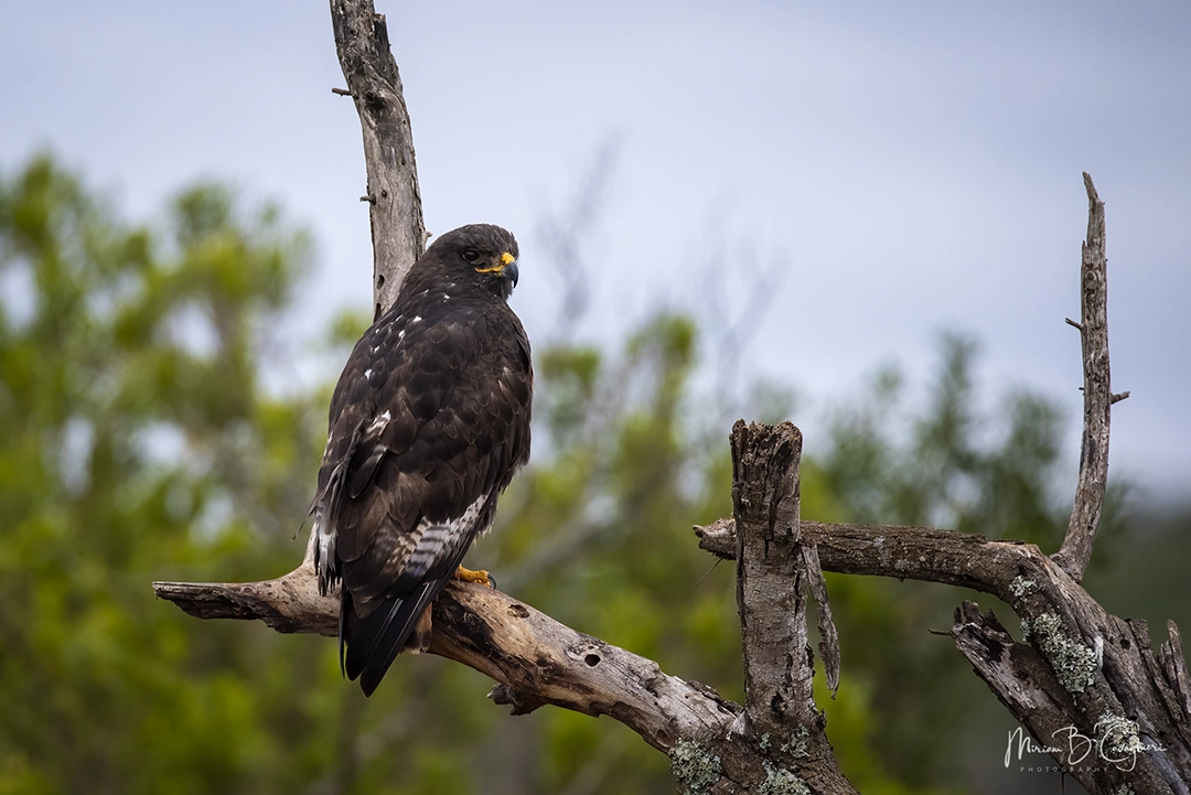 Martial Eagle