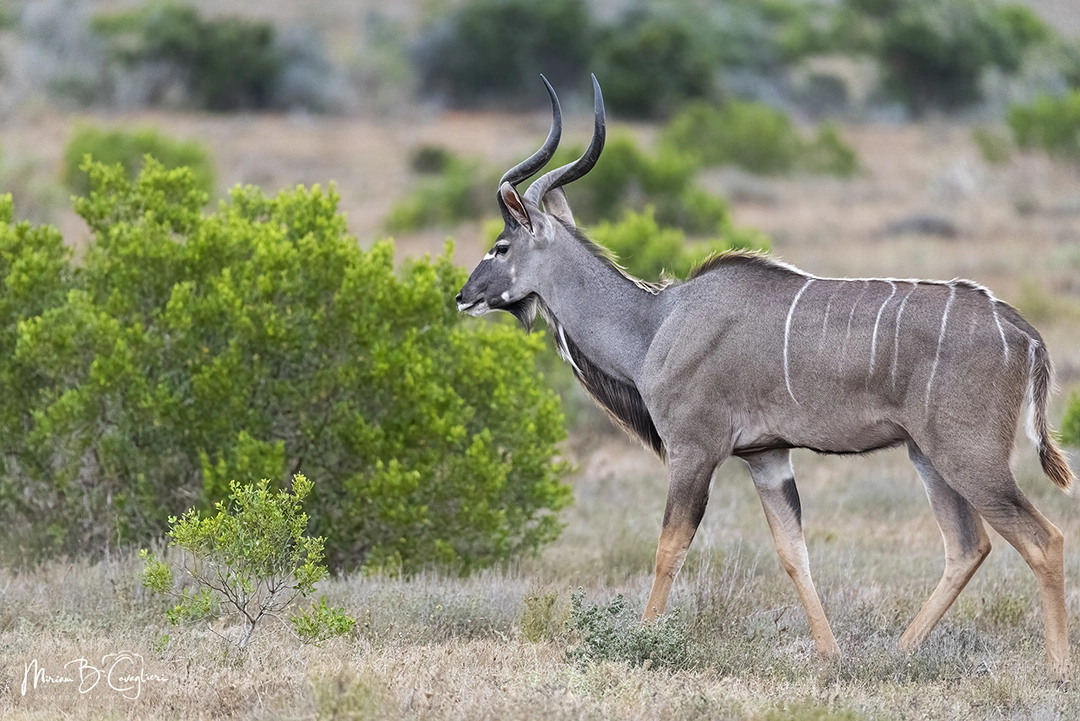 Kudu
