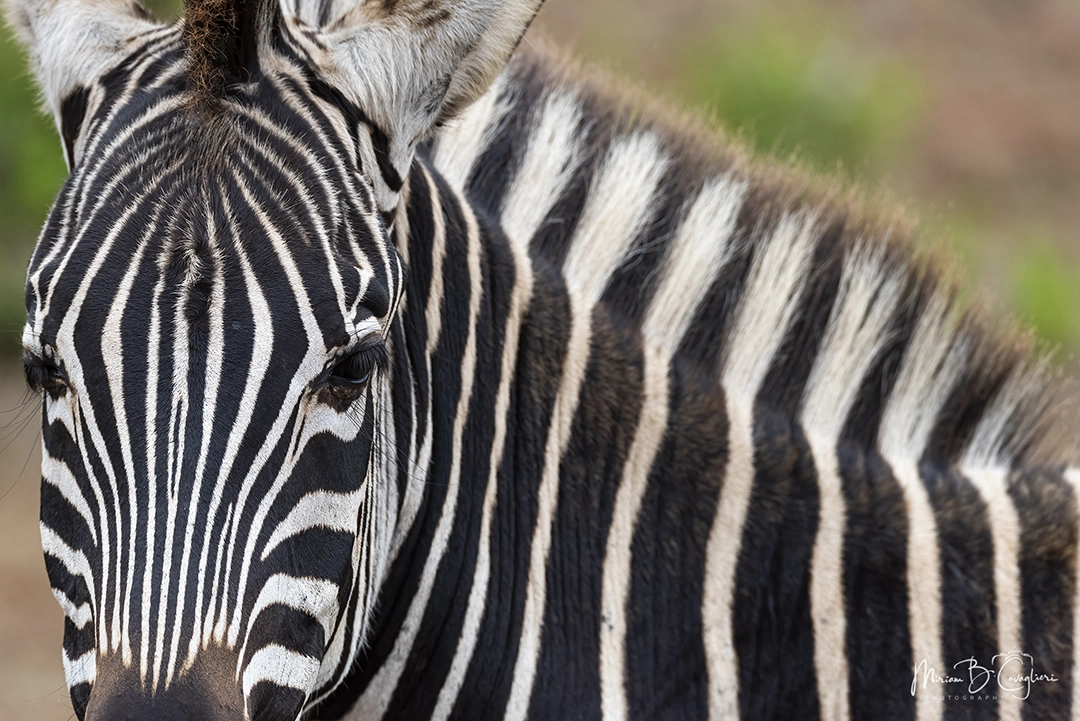 Zebra looking at me
