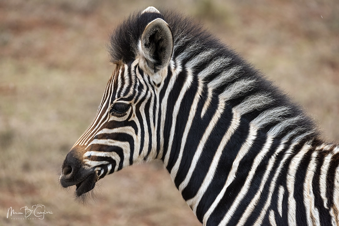 Baby zebra moving his mouth