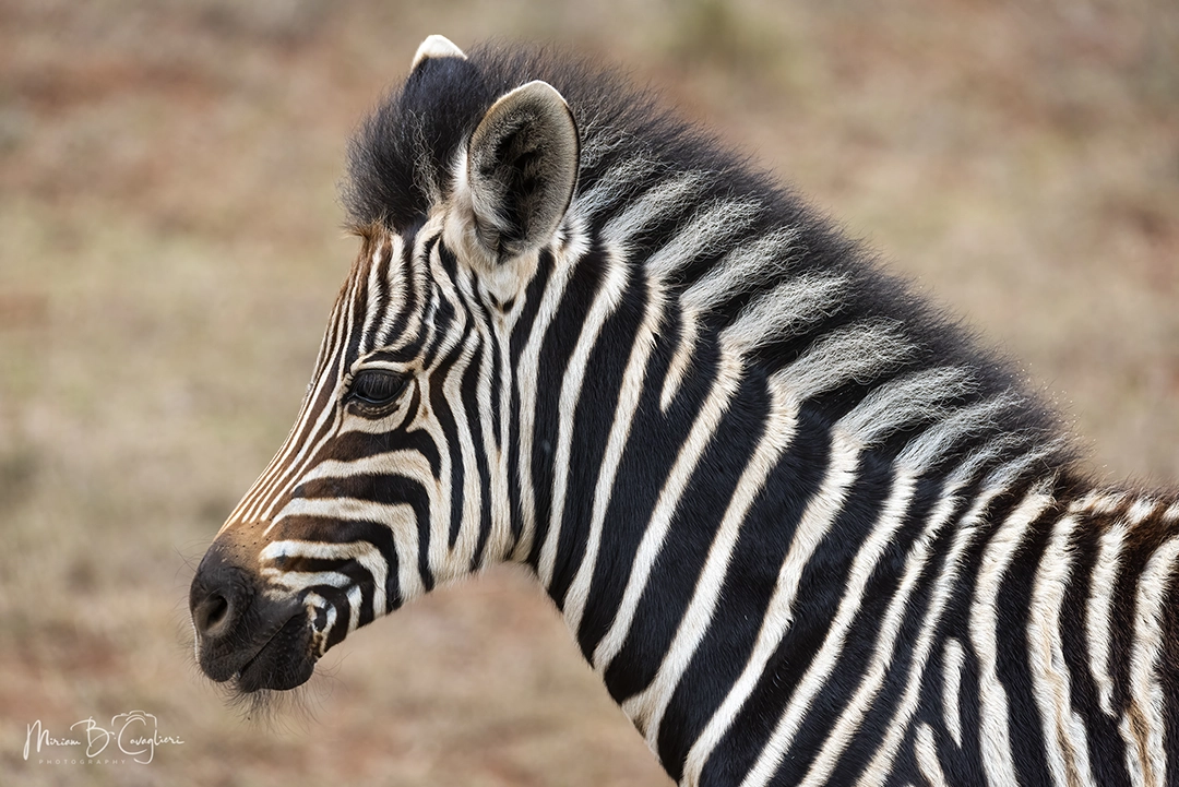 Baby zebra moving his mouth