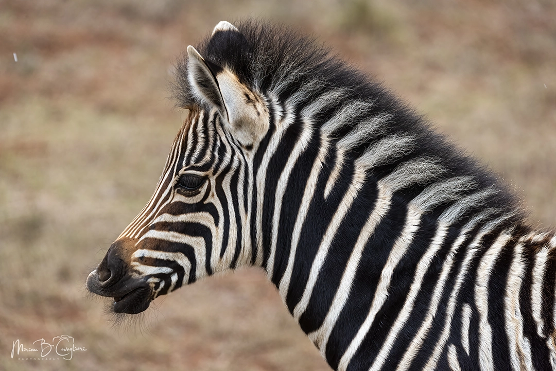 Baby zebra moving his mouth