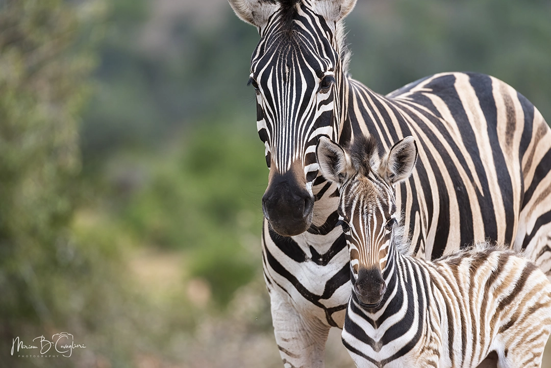 Mom and baby zebra