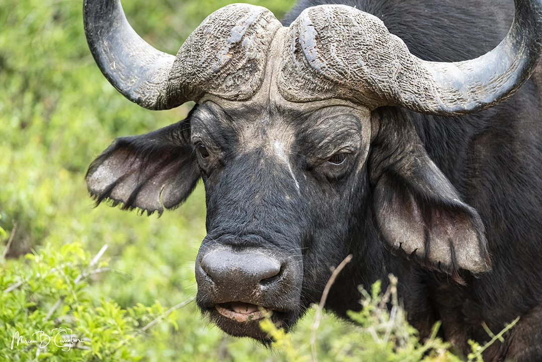 Addo Elephant National Park