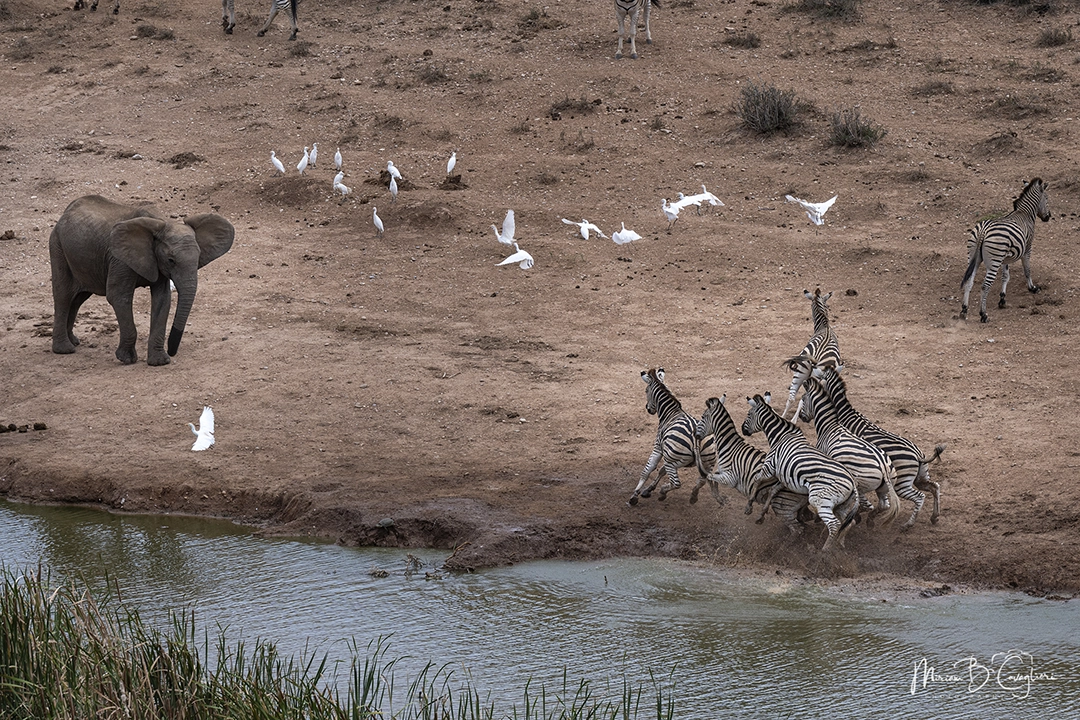 Elephants and zebras at the dam