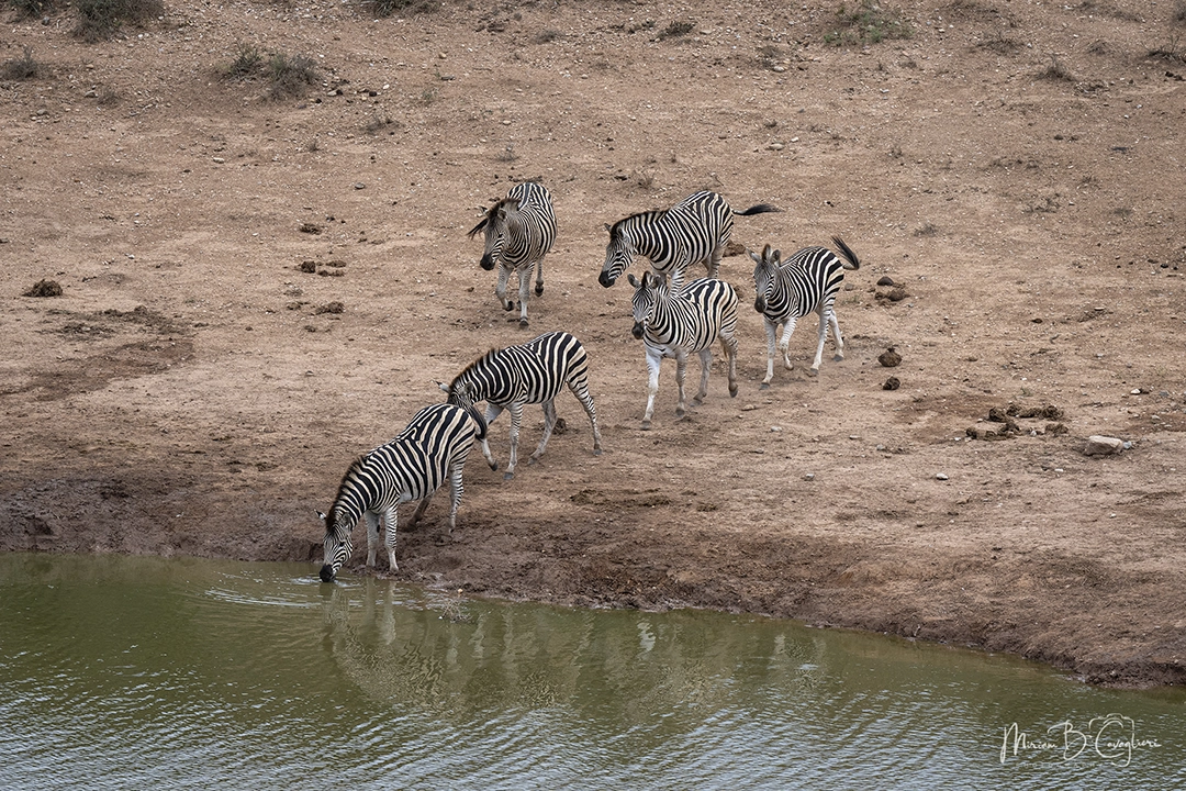 Elephants and zebras at the dam