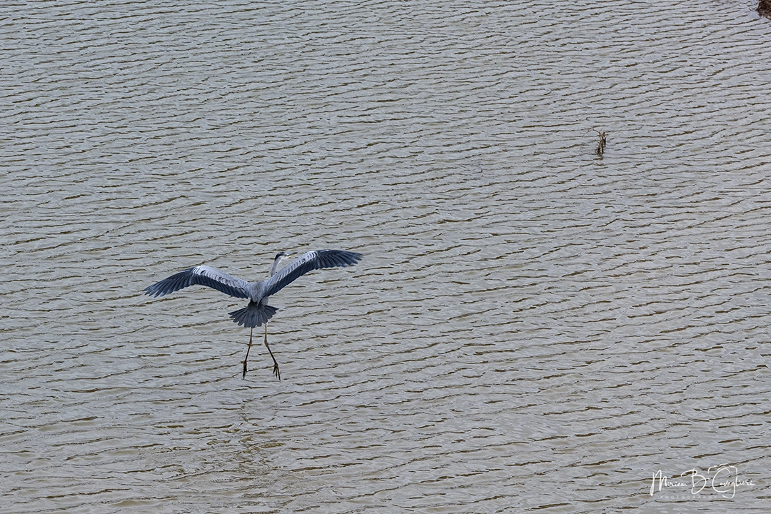 Zebras drinking at the dam