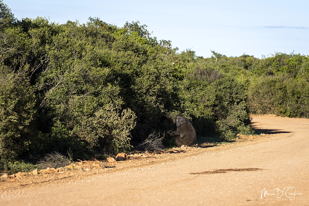 Baboon sitting by the roadside
