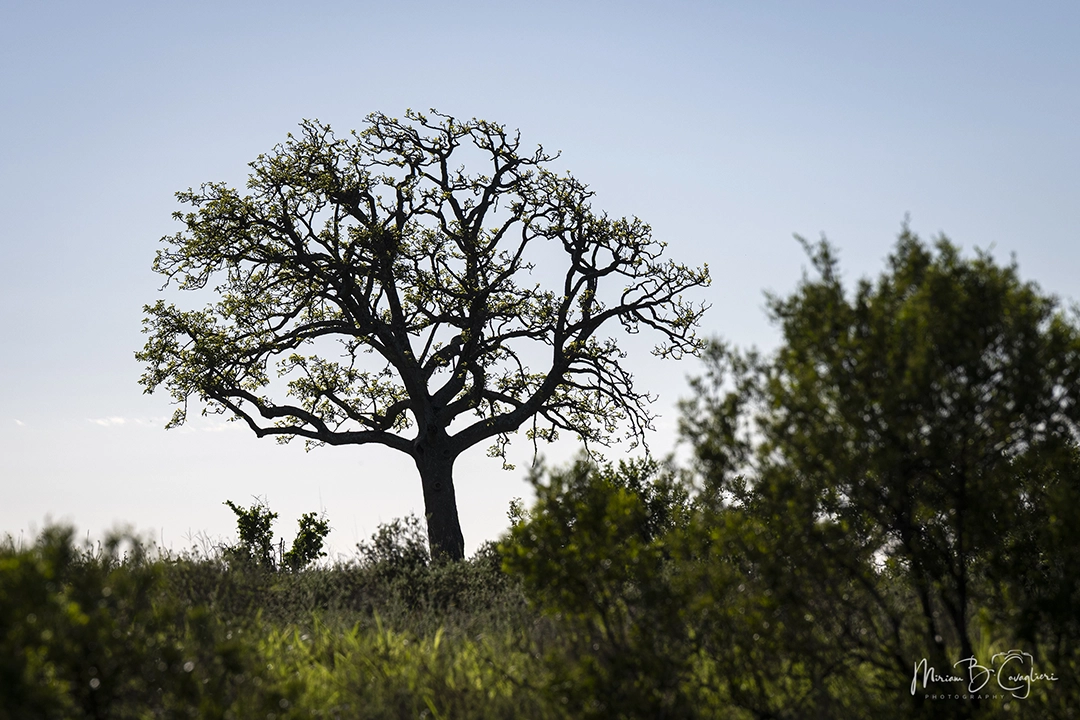 A tree with a distinctive shape that caught my attention
