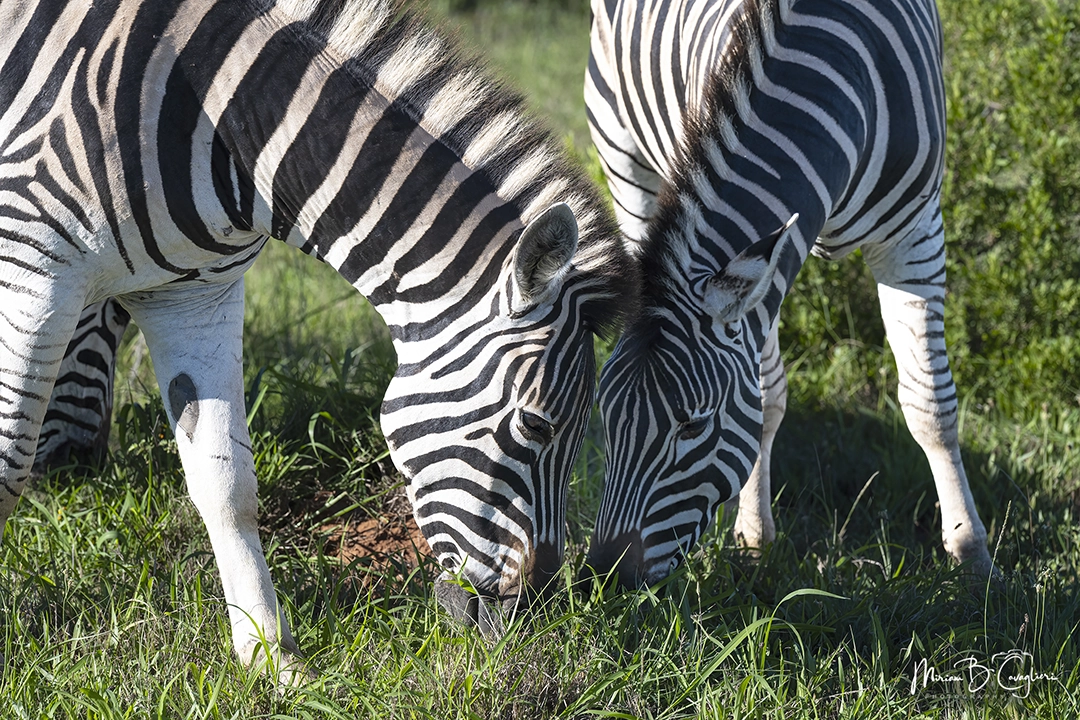Zebras eating grass