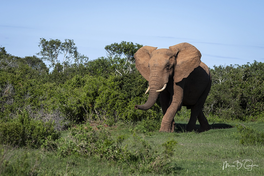 Addo Elephant National Park