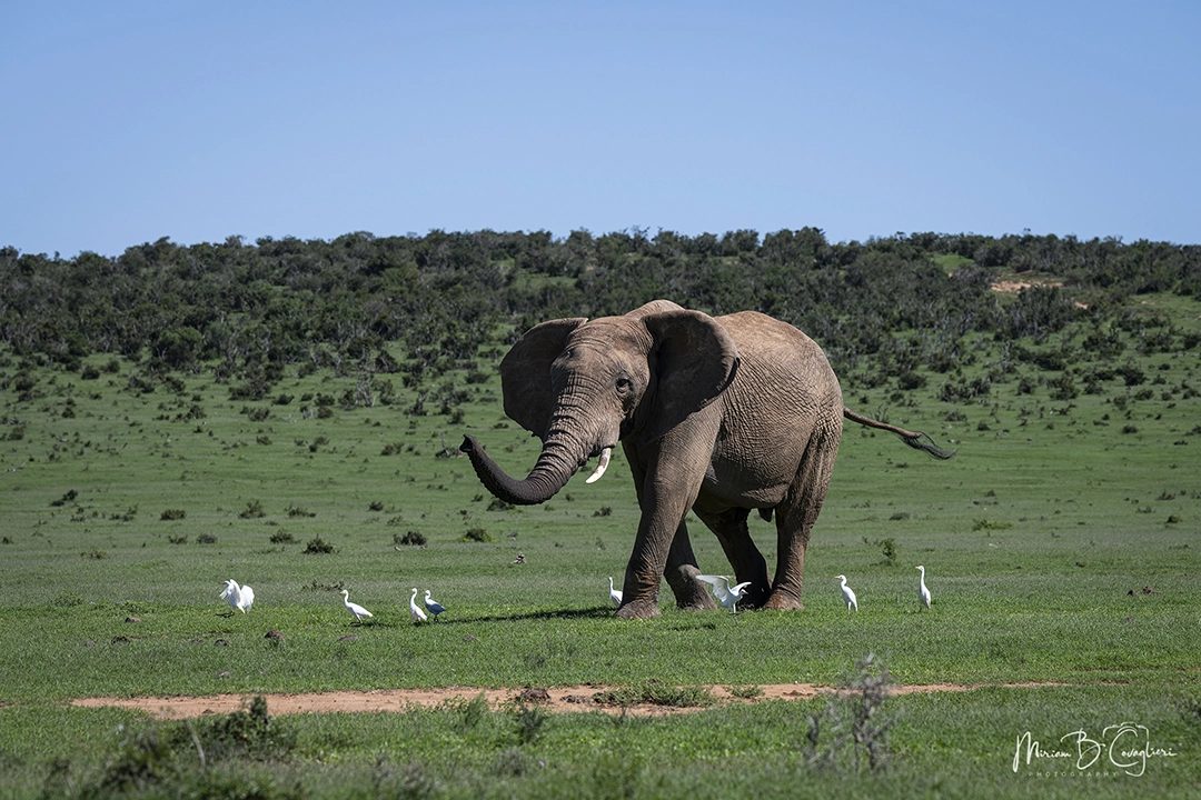 Another great soitary elephan