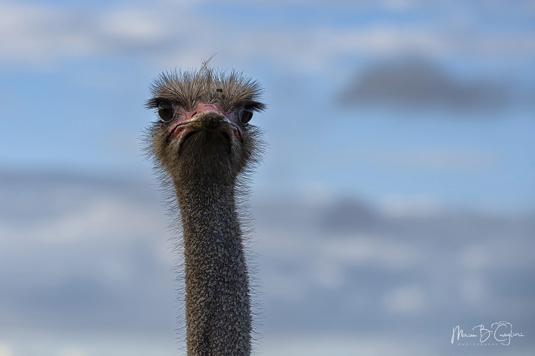 Ostrich