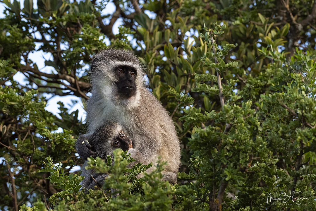 Velvet monkey with baby