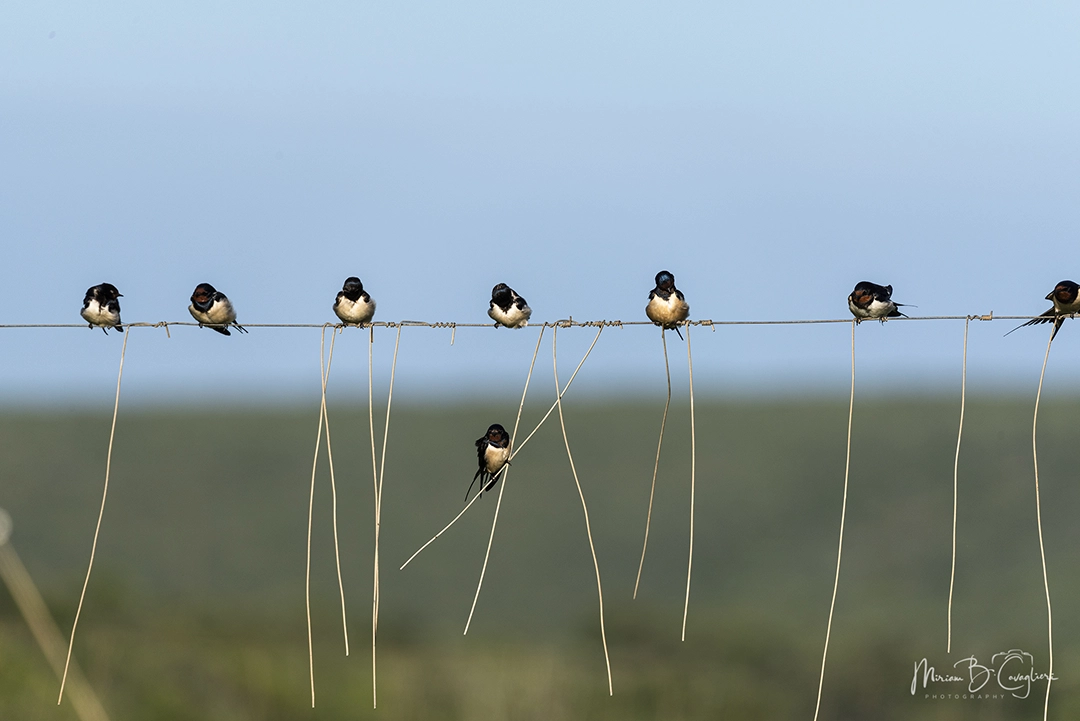 Swallows gathering to migrate