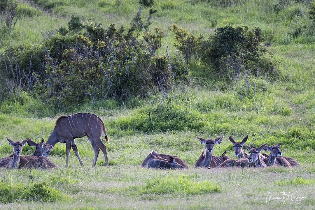 Kudu