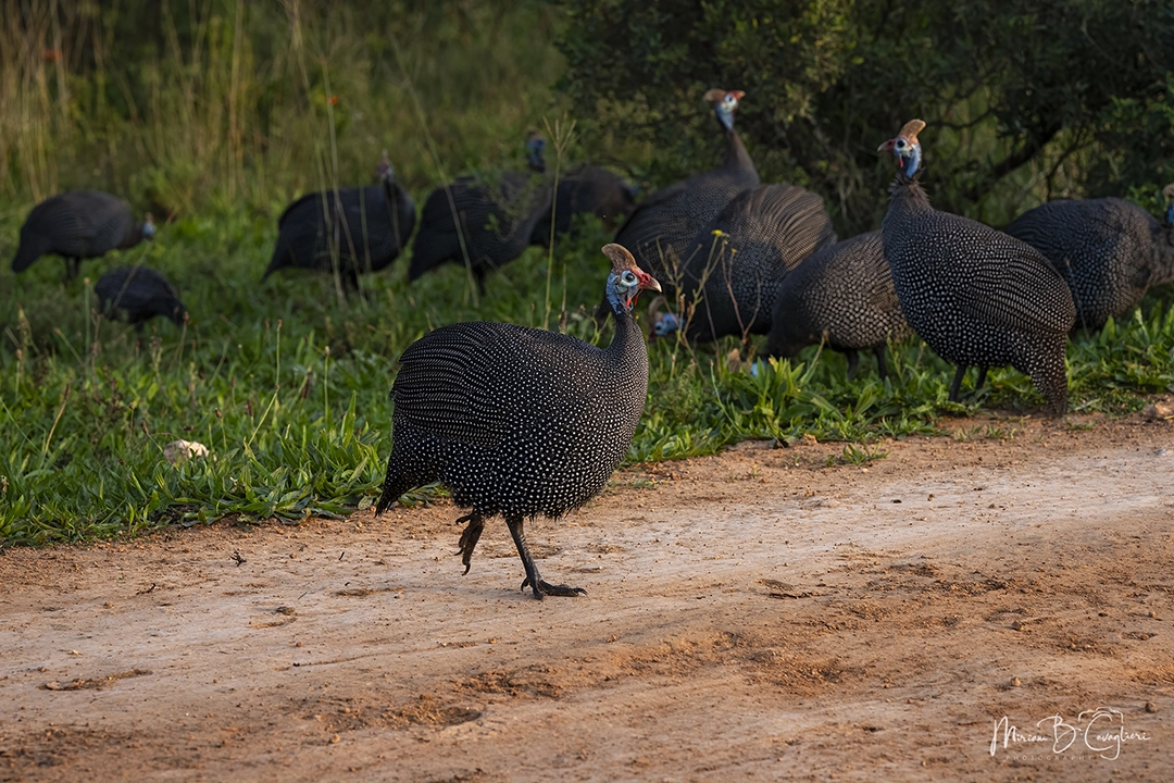 Guineafowl