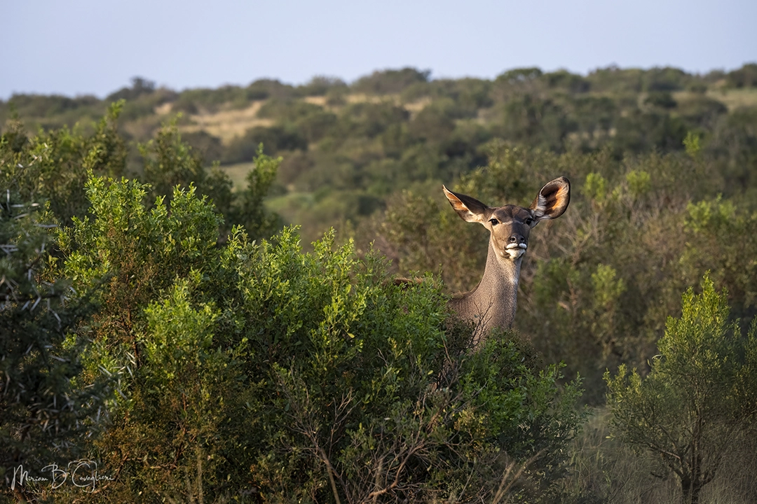 Kudu looking at me