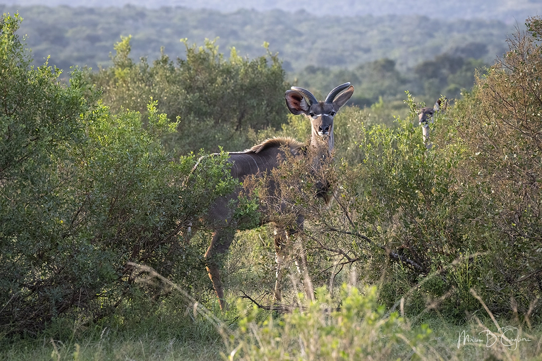Kudus