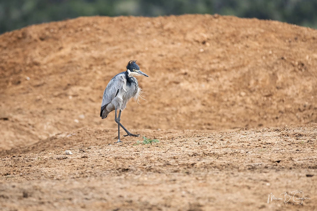 Black-headed Heron