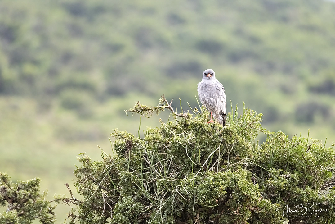 Dark Chanting Goshawk