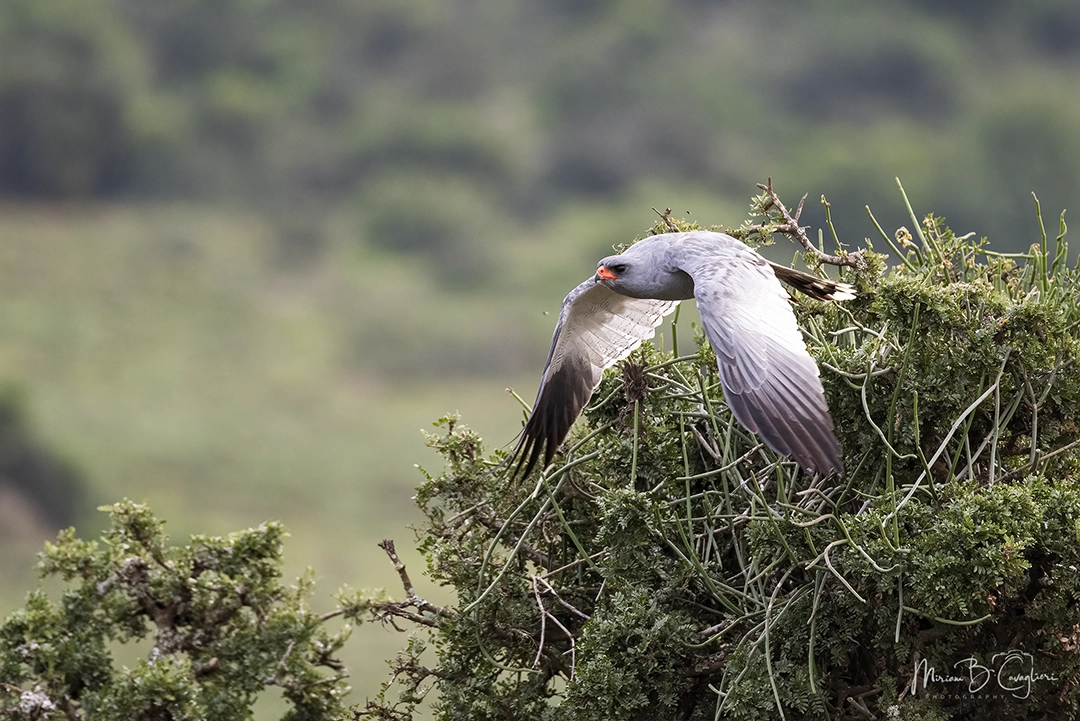 Addo Elephant National Park