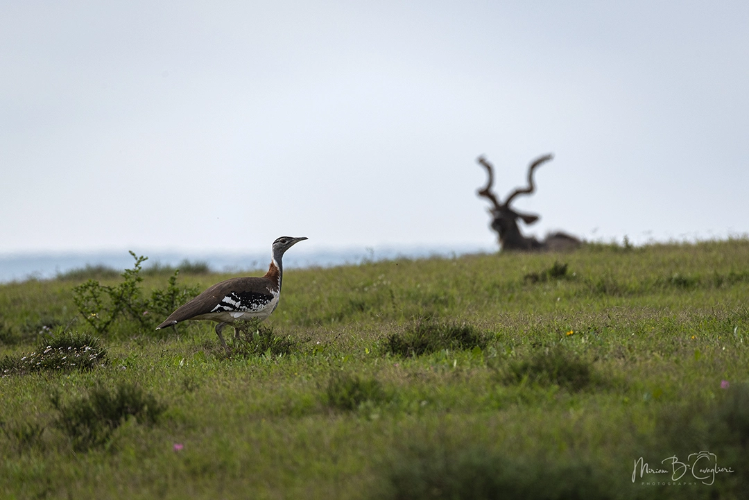 Ludwig's Bustard