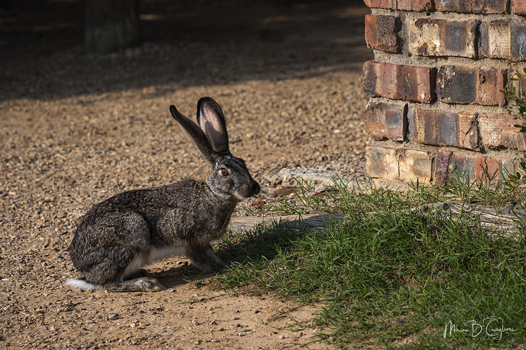 Hare